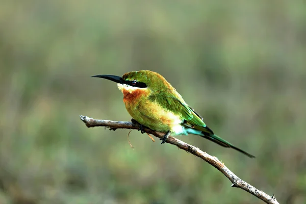 Grön biätarezelený bee-eater — Stock fotografie