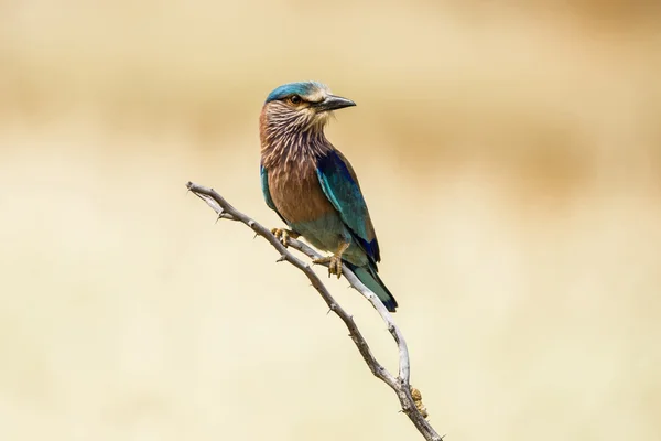 Indian Roller — Stock Photo, Image