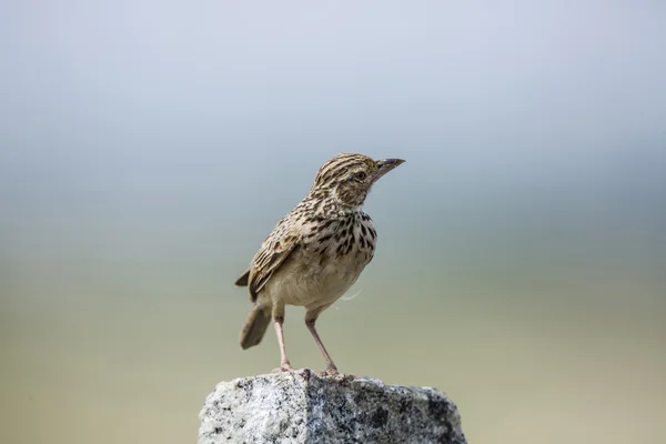 Lärka sparv — Stockfoto