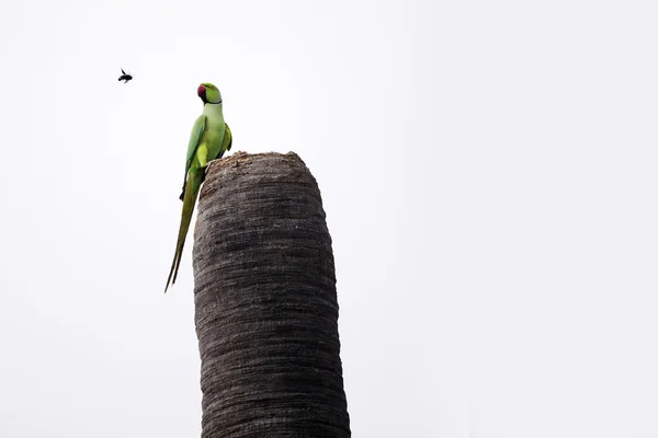 Rose ringed parakeet — Stok Foto