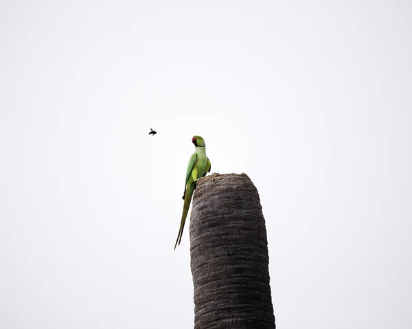 Rose-ringed Parakeet — Stock Photo, Image