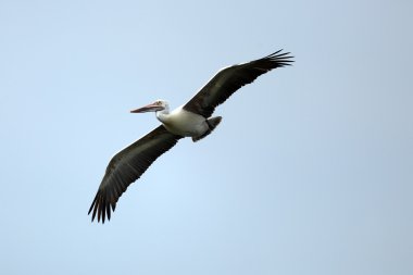 pelikan
