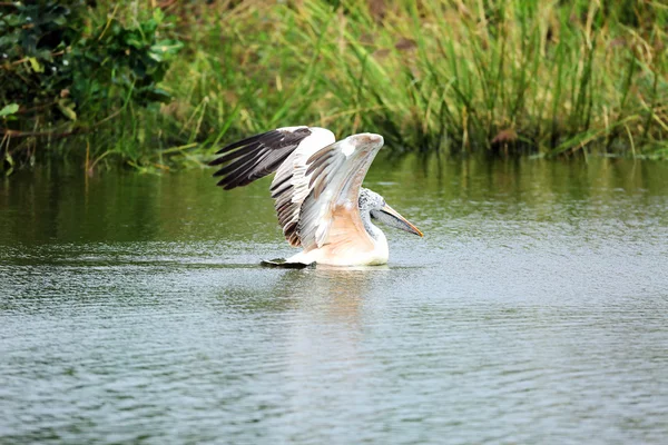 Pelican — Stock Photo, Image