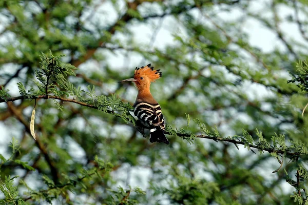 Hoopoe — Stok Foto