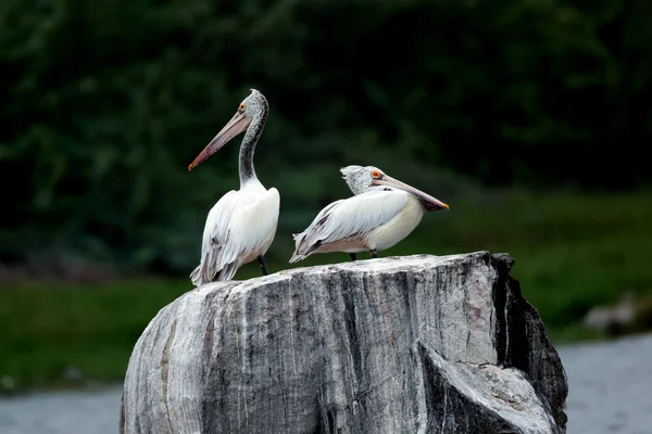 Pelicani sulla roccia — Foto Stock