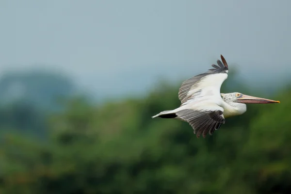 Pelican che vola — Foto Stock