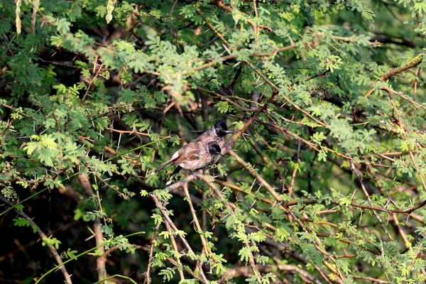 Bulbul dai baffi rossi — Foto Stock