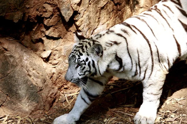 Tigre blanco —  Fotos de Stock