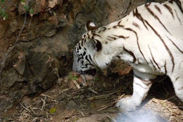 White tiger — Stock Photo, Image