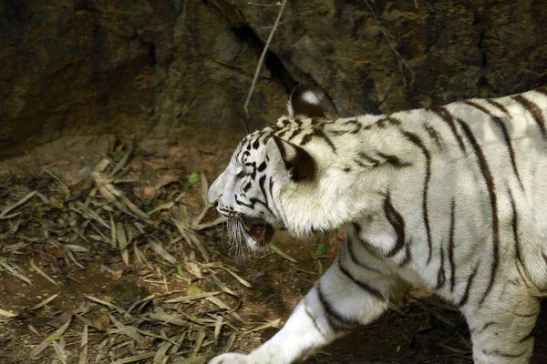 White tiger — Stock Photo, Image