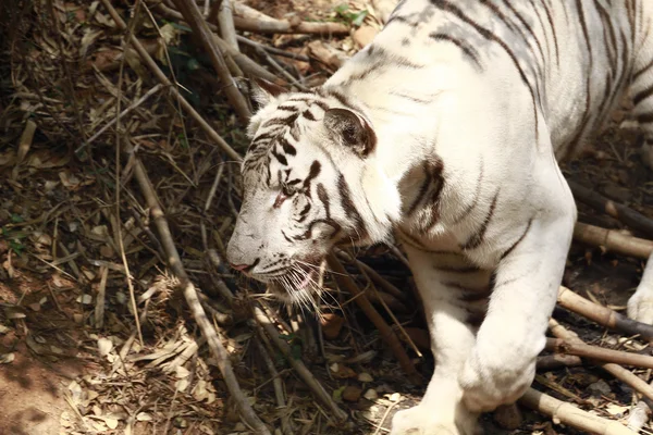 Tigre blanco —  Fotos de Stock