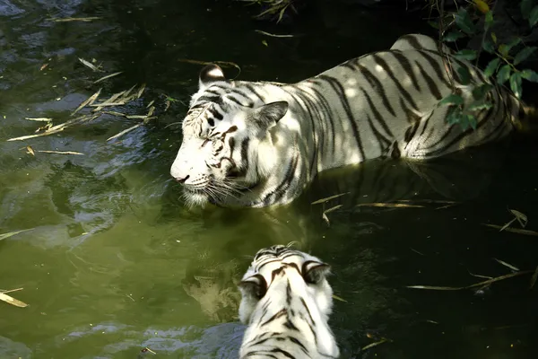 Tigres blancos —  Fotos de Stock