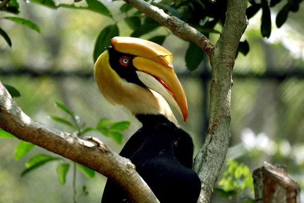 Velké hornbill — Stock fotografie