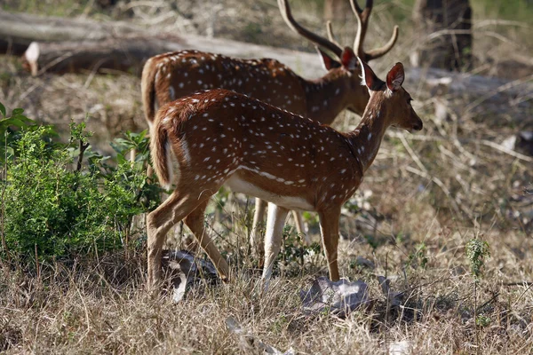 Cerfs tachetés — Photo