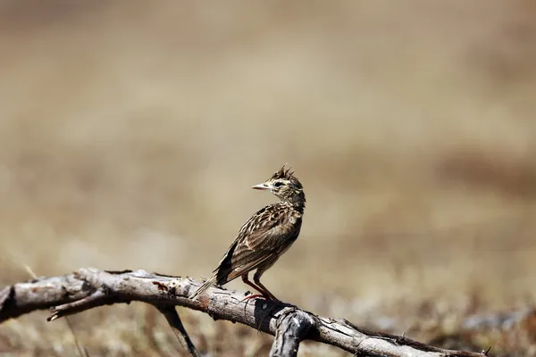 Burung skylark — Stok Foto