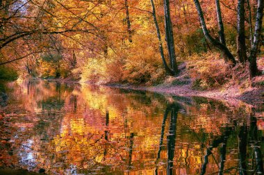 Moskova 'daki güneşli sonbahar parkında küçük nehrin sularında sarı ve kırmızı ağaçlar yansıyor. 