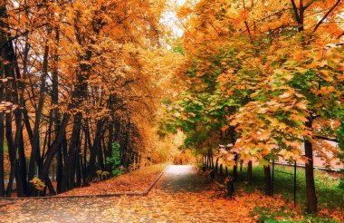 Sonbaharda Moskova parkında altın akçaağaç yolu ve asfalt yol 