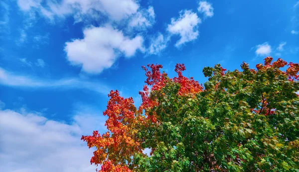 Feuilles Érable Rouges Jaunes Vertes Sous Ciel Bleu Ensoleillé Automne — Photo