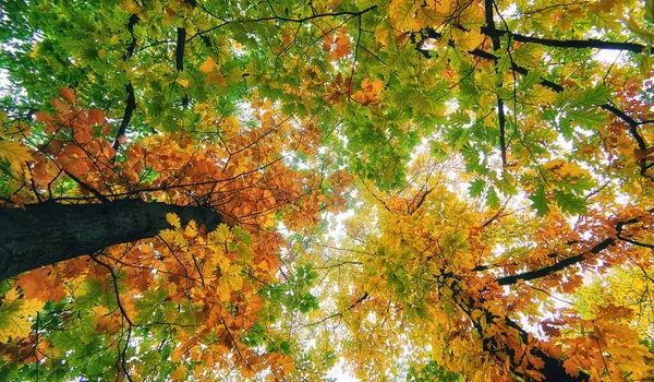 Кленовая Корона Осенью Московском Парке — стоковое фото