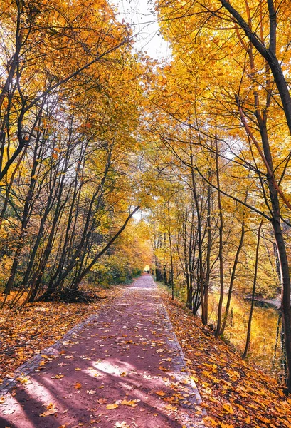Árvore Bordo Dourada Beco Parque Kuskovo Outono Moscou Imagem De Stock
