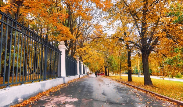 Złoty Klon Drzewo Aleja Asfalt Droga Moskwie Park Jesienią Obrazek Stockowy