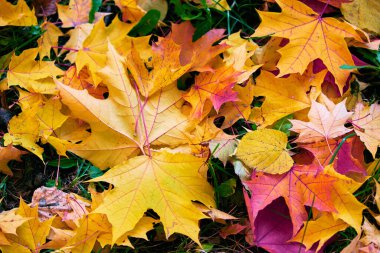 Sonbaharda Moskova parkında düşen akçaağaç yaprakları 