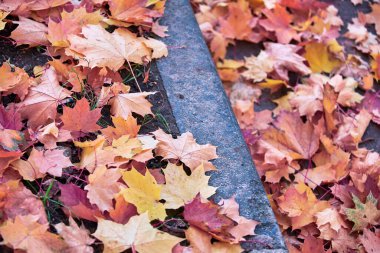 Sonbaharda Moskova parkında düşen akçaağaç yaprakları 