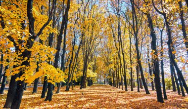Güneşli sonbaharda Moskova parkındaki Altın Akçaağaç Sokağı 