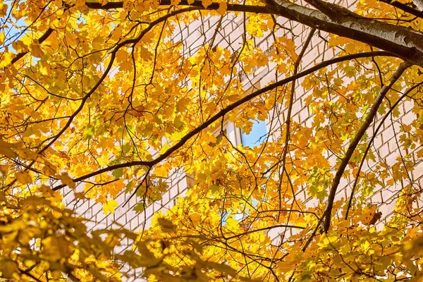 Золотые Кленовые Деревья Улицах Москвы Осенью — стоковое фото