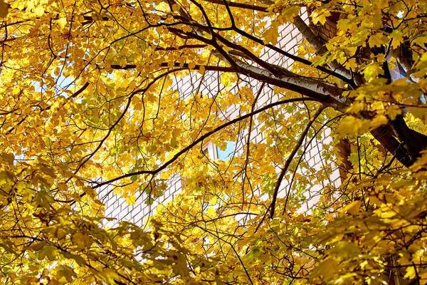Золотые Кленовые Деревья Улицах Москвы Осенью — стоковое фото