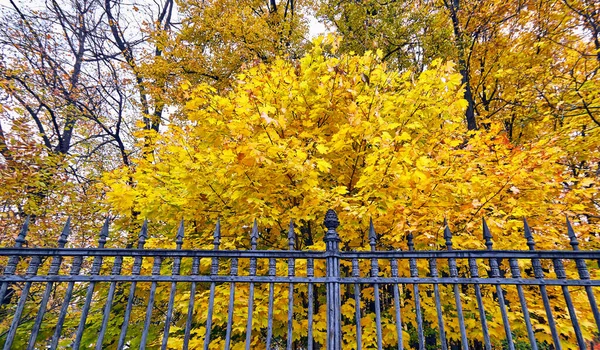 Árvore Bordo Dourada Beco Parque Ruas Outono Moscou — Fotografia de Stock