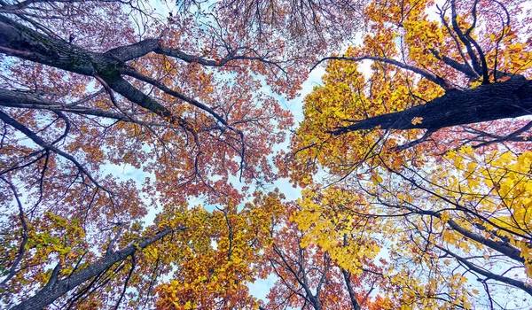 Дерево Короны Золотого Кленового Дерева Аллеи Московском Парке Осенью — стоковое фото