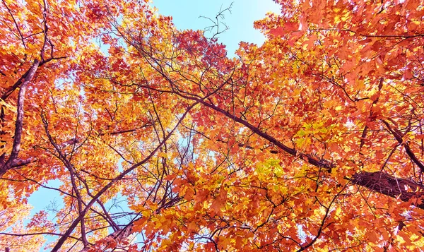 Дерево Короны Золотого Кленового Дерева Аллеи Московском Парке Осенью — стоковое фото