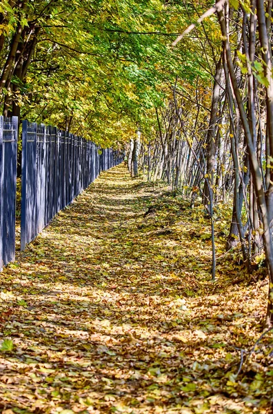 Lange Schaduwen Gouden Esdoorn Steeg Moskou Park Herfst — Stockfoto