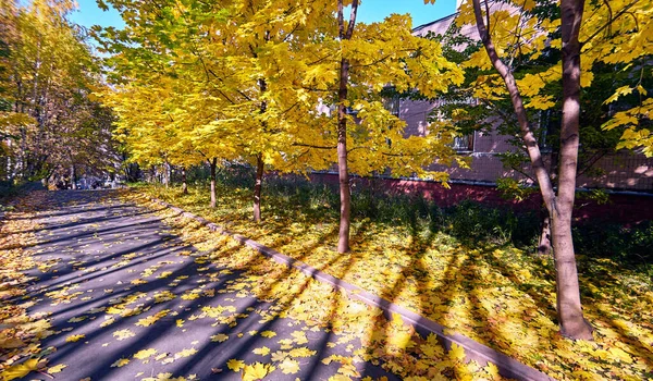 가을에 모스크바 공원의 황금빛 단풍나무 골목에 그림자 — 스톡 사진