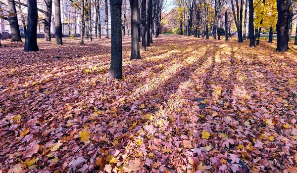 Lange Schaduwen Gouden Esdoorn Steeg Moskou Park Herfst — Stockfoto