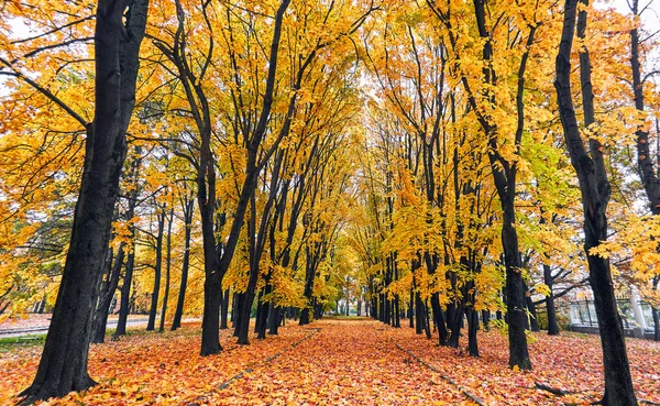 Gouden Esdoorn Boom Steeg Moskou Park Zonnige Herfst — Stockfoto