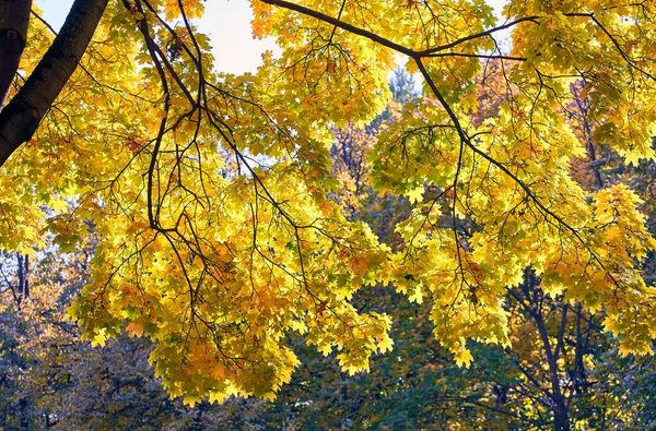 Träd Kronor Gyllene Lönn Gränd Moskva Park Hösten Royaltyfria Stockbilder