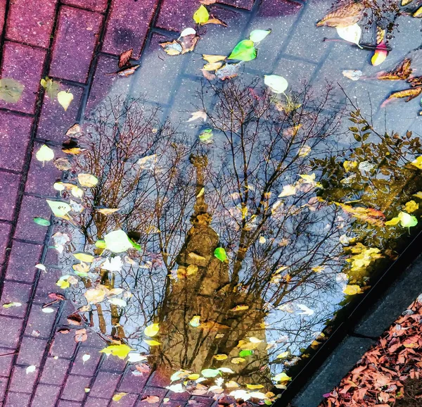 Reflexão Famoso Arranha Céu Universitário Piscina Outono Com Folhas Caídas — Fotografia de Stock