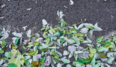 Düşen sonbahar yeşilimsi yaprakları asfalt yolda kapanıyor.