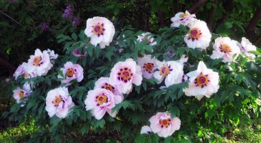 Baharda Moskova botanik bahçesinde çiçek açan beyaz ağaçlı şakayık çiçekleri