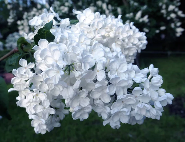 Яркие Белые Сиреневые Цветы Летом Москве — стоковое фото