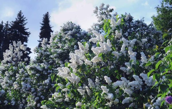 Яркие Белые Сиреневые Цветы Летом Москве — стоковое фото