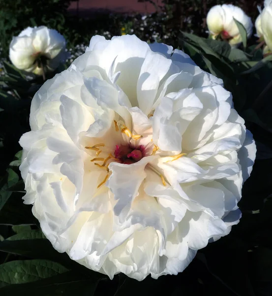 Floraison Fleurs Pivoine Arbre Blanc Dans Jardin Botanique Moscou Printemps — Photo