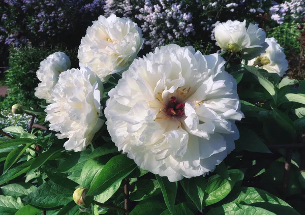Floraison Fleurs Pivoine Arbre Blanc Dans Jardin Botanique Moscou Printemps — Photo