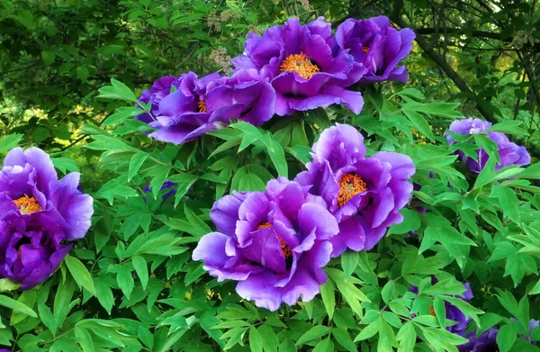 Blühende Rosa Pfingstrose Blüht Moskauer Botanischen Garten Frühling — Stockfoto