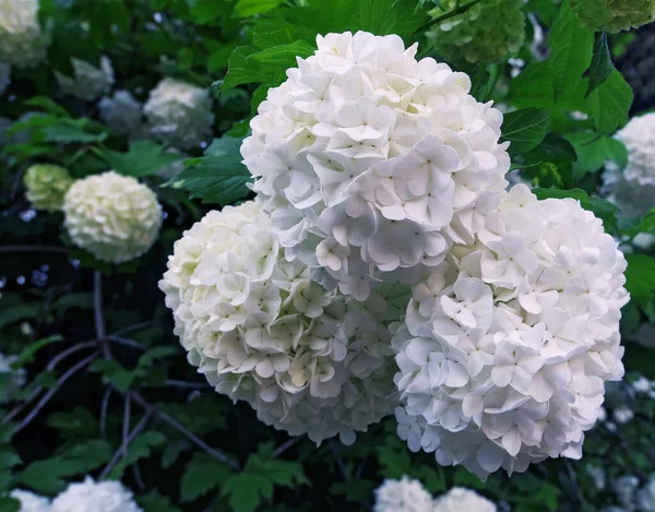 Большие Белые Гортензии Цветут Летом Московском Ботаническом Саду — стоковое фото