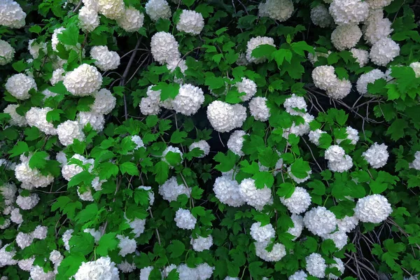 Duże Białe Kwiaty Hortensji Lecie Moskwa Ogród Botaniczny — Zdjęcie stockowe