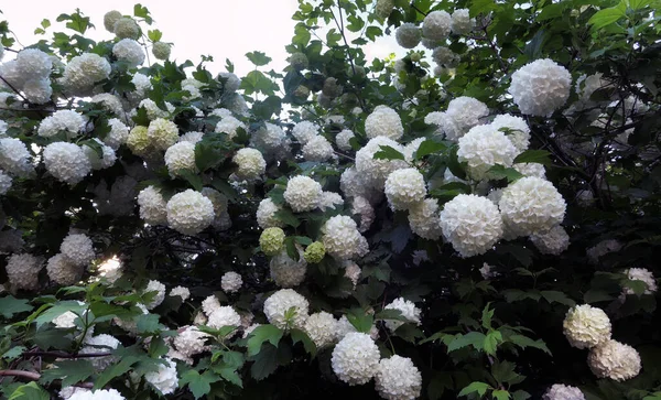 Velké Bílé Hortenzie Květiny Létě Moskva Botanická Zahrada — Stock fotografie