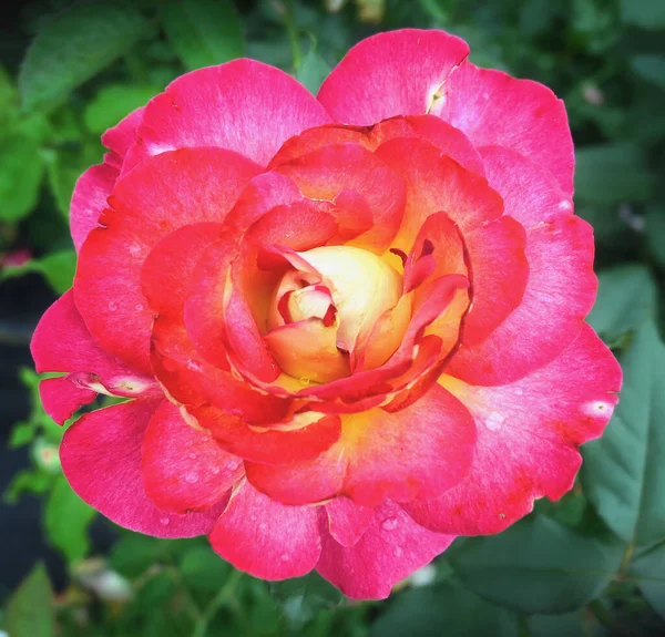 Flores Rosas Tiernas Con Gotas Lluvia Jardín Botánico Moscú Cerca — Foto de Stock